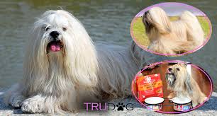 Ultimate Guide To Caring For My Lhasa Apso Trudog