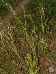 Image result for Panicum schinzii