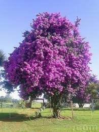 Seed pods are initially straight but twists into spiralled clusters. Bougainvillea Tree Guzel Bahceler Bougainvillea Bi Tki