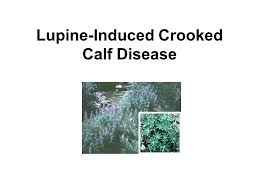 Lupine Induced Crooked Calf Disease Situation Analysis Baby Born In Nw Ca With Severe Bone Deformities Partial Absence Of Forearm Bones Absent Thumbs Ppt Download