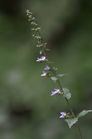 Image result for Isodon ramosissimus