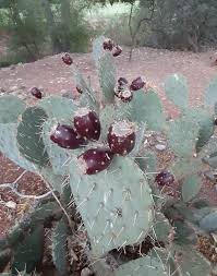 Aaron's beard prickly pear cactus and the arizona barrel cactus are prickly plants. Prickly Pear And Blueberry Wine Cooler G Day Souffle