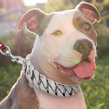 Image result for why pitbull heavy chain