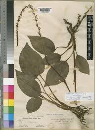 Image result for Manniella