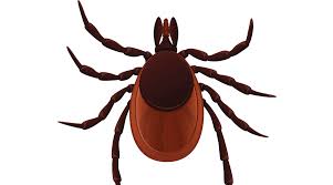 The Clock is Tick-ing: Update on Tickborne Diseases for 2019 ...