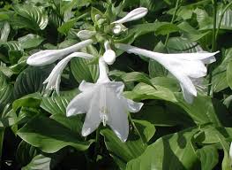 The scent of frangipani becomes intense at night; Hostas For The Most Part Are Scentless But Some Smell Very Sweet At Night Royal Standard Blooms For W Fragrant Plant White Flowers Night Blooming Flowers