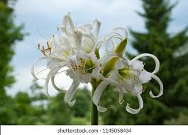 Image result for Ismene narcissiflora