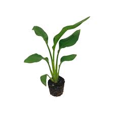 Image result for Alectra rigida