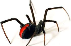 We love our technician jack. Above And Beyond Pest Control We Fight What You Fear 352 589 5989
