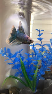 Would the betta be okay in the container without a heater. How Long Will My Betta Fish Survive Without A Heater My Aquarium Club