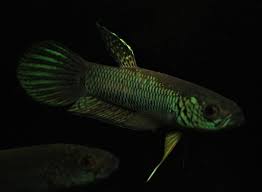 Wild Betta Antuta Video Available Center Of Betta Fish For Sale