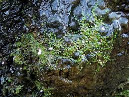 Image result for Utricularia striatula