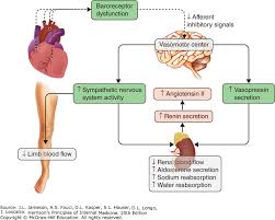 Heart Failure Pathophysiology And Diagnosis Harrisons