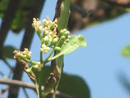 Image result for Cordia sinensis