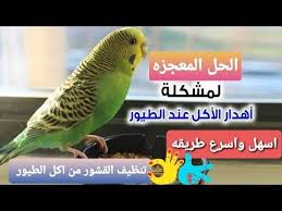 وداعا لمشكله اهدار اكل الطيور وفر فلوسك الحل الاسرع لتظيف اكل الطيور من القشور youtube animals birds bird