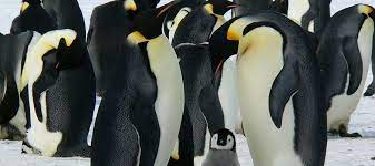 Related quizzes can be found here: How Much Do You Know About Penguins