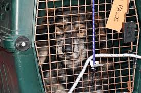 New beginnings for merced county animals needed to raise at least $3,000 by monday to pay for aaron's surgery. Lynnwood Paws Shelter Welcomes Van Filled With California Cats And Dogs All Needing A Forever Home My Edmonds News
