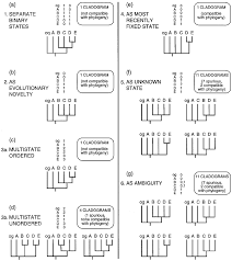 Image result for Megaloprotachne albescens