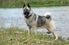 Norwegian Elkhound Puppies for Sale - PuppyFind