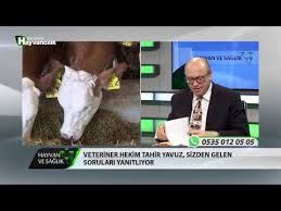 Hayvan Ve Saglik Sigirlarda Dogum Sonrasinda Gorulen Hastaliklar Youtube