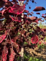 Image result for Fagonia isotricha