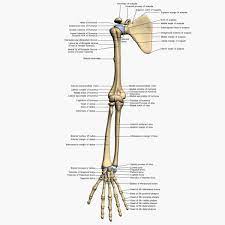 The names of arm and hand muscles provide clues to their location, function, or size. Bone Structure Arm Human Arm Bones Diagram Bones Arm Anatomy Bone Structure Arm Forearm Anatomy Bones Arm Bones Arm Anatomy