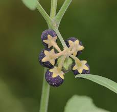 Image result for Solanum chenopodioides