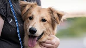 pet rescues
