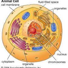 The labels on one half of the cell include the nucleolus, chromatin, nucleus, golgi apparatus, rough endoplasmic reticulum. 3d Animal Cell Pearltrees