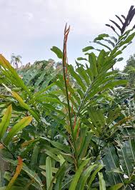 Image result for Acrostichum aureum