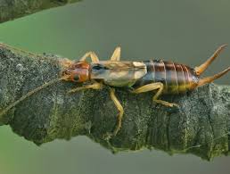 Ohrwurmer Nutzlinge Oder Schadlinge Ohrenkneifer Schadlinge Schadlinge Im Garten
