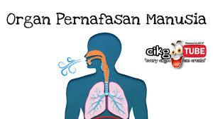 Manusia pergerakan dada semasa menarik nafas proses pernafasan manusia books are humanity's progress. Organ Pernafasan Manusia Sains Tahun 4 Youtube