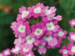 Maybe you would like to learn more about one of these? Verbena Plant Britannica