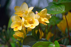 This fragrant flower grows best in areas with cool climate because cold temperature promotes the development of flower buds. Freesia How To Grow Fragrant Freesia Flowers Garden Design
