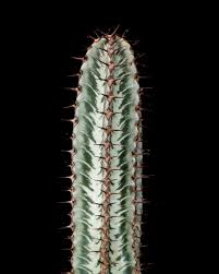 Image result for Euphorbia epicyparissias