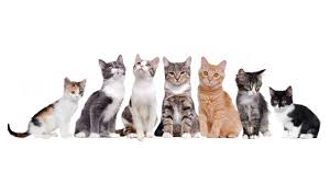 ‪Problem Solving: Too many cats - Ten Lives‬‏