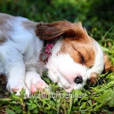 I have many satisfied customers and i can provide you contact information to talk to a former client about their experience with us. Reputable Cavalier King Charles Spaniel Puppies Breeder In Michigan Akc Certified Puppy For Sale Petoskey Loyal Loving Akc Certified Puppy Cavalier King Charles Spaniel Puppies Michigan