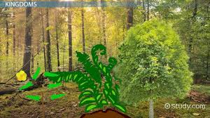 Reproduction all the chemical reactions that occur in a cell are called _____. Classifying Living Things Lesson For Kids Video Lesson Transcript Study Com