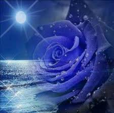 Maybe you would like to learn more about one of these? La Rosa Blu Che Uso Su Whatsapp Sfondi Floreali Sfondi Immagini