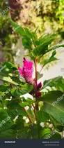 Image result for Celosia trigyna