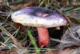 Image result for Russula sp.