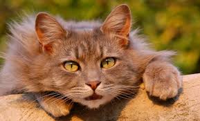 Know the signs of cat dandruff. What Causes Cat Dandruff And Best Ways To Treat It The Happy Cat Site