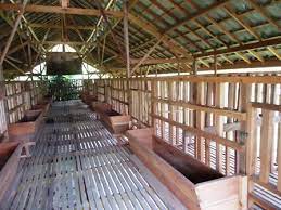Untuk peternakan kambing modern pada umumnya membutuhkan kandang kambing yang efisien untuk budidaya. Kandang Kambing Modern Tips Sukses Penggemukan Kambing