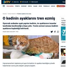 O Kedinin Ayaklarini Tren Ezmis Cat Hospital Resmi Web Sitesi