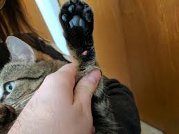 A wide variety of carpal pad options are available to you, such as technics. Medical Advice Wanted Cut Abrasion On Cat S Carpal Pad Cats