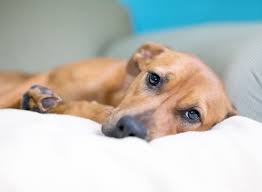 Do you suspect your dog may have a fever? Dog Temperature Dog Fever Advice Uk Vets Now