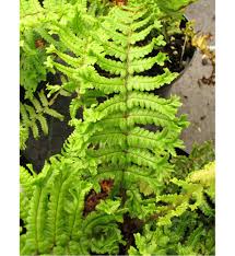 Image result for Dryopteris kilemensis