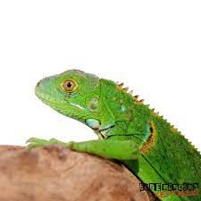 Yearling Green Iguana Underground Reptiles Yearling Green Iguana Dogtrainingtips Green Homemadedogfood Igu Underground Reptiles Green Iguana Iguana