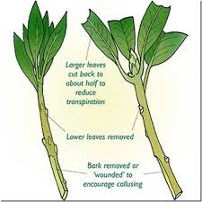 This guide will explain the rooting of hardwood vine cuttings. Propagation Taking Cuttings Plant Cuttings Propagation Propagating Plants