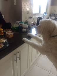 Can I Have Toast With Vegemite Too Says Jasper The Groodle Vegemite Jasper Dogs